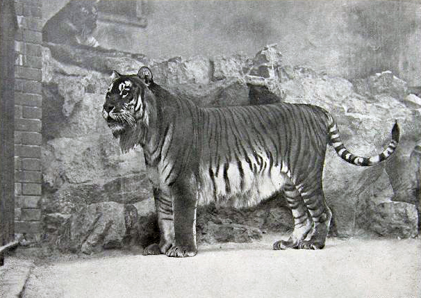 Историческая фотография туранского тигра Panthera tigris virgata в зоопарке, начало XX века