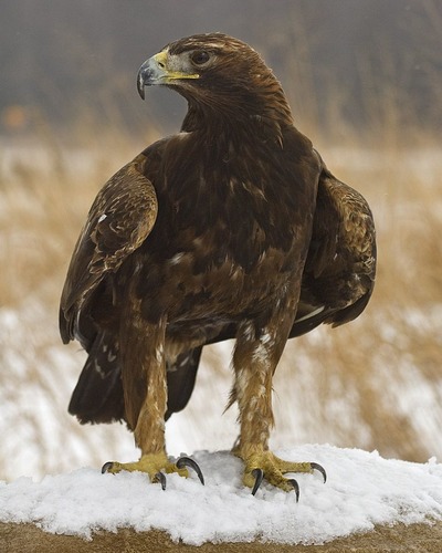 Беркут Aquila chrysaetos