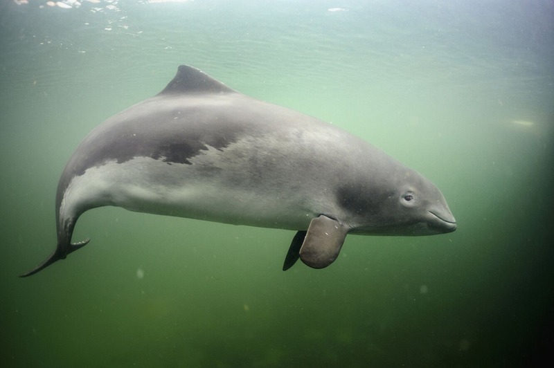 Морская свинья (североатлантический п/вид) Phocoena phocoena phocoena