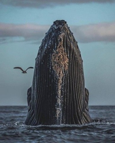 Морская свинья (североатлантический п/вид) Phocoena phocoena phocoena