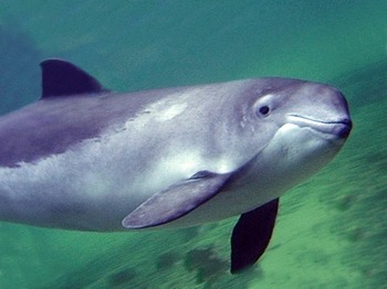 Морская свинья (североатлантический п/вид) Phocoena phocoena phocoena