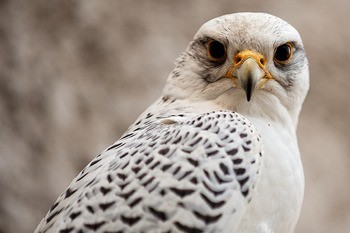 Кречет Falco rusticolus