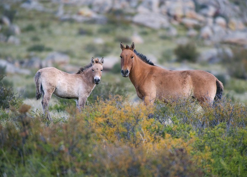 Лошадь Пржевальского Equus przewalskii