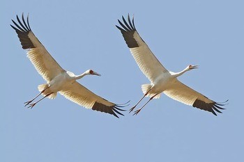 Стерх (якутская популяция) Grus leucogeranus (jakutsk population)