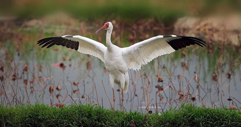 Стерх (обская популяция) Grus leucogeratus (obsk population)