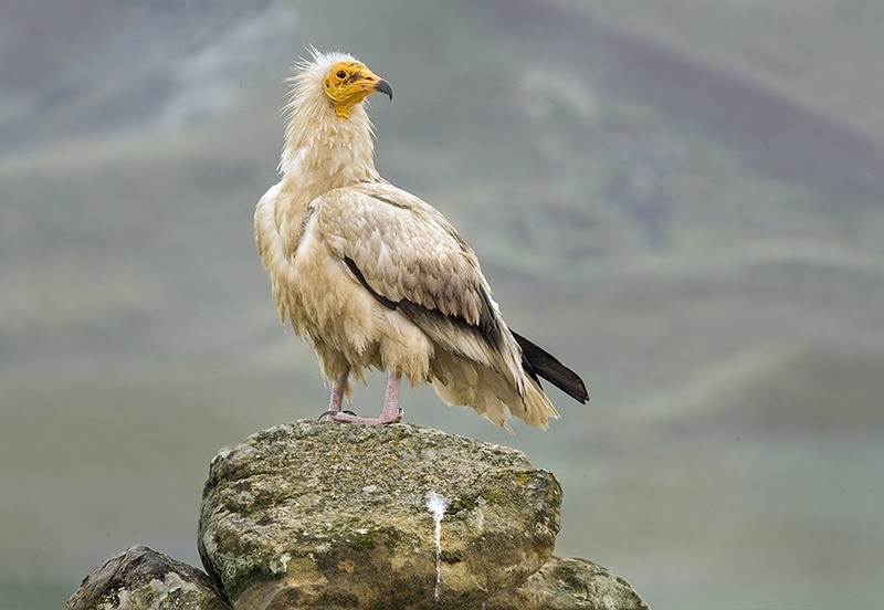Стервятник Neophron percnopterus