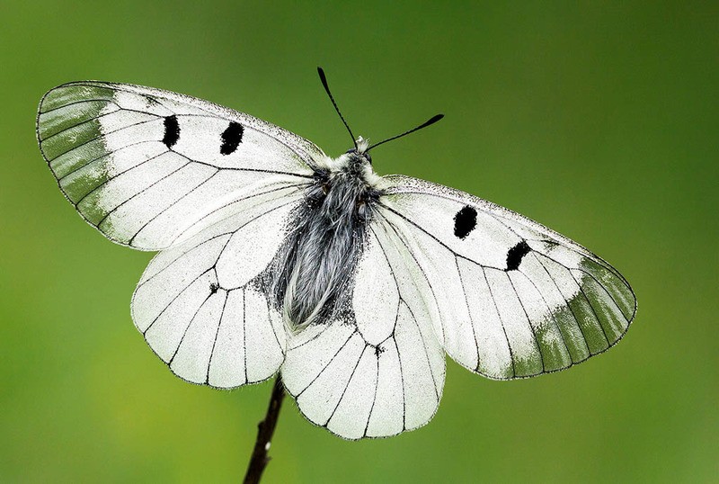 Мнемозина Parnassius mnemosyne