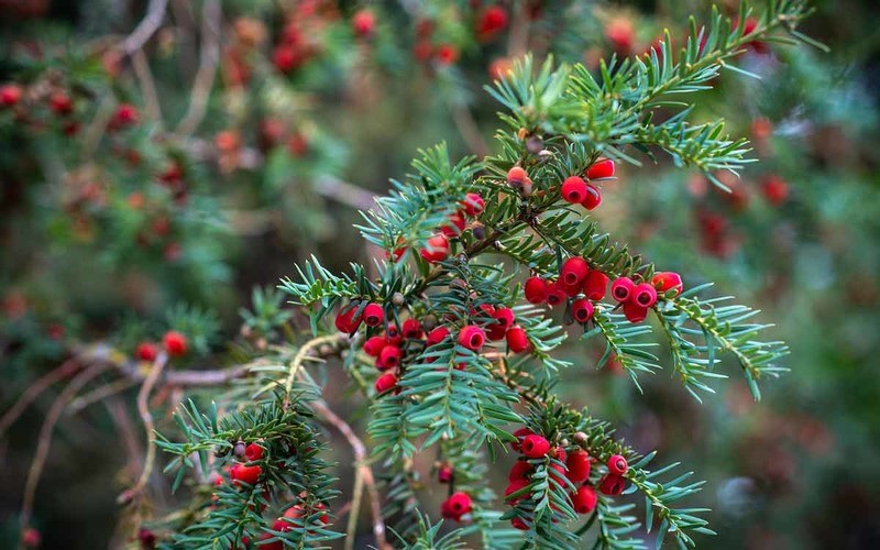 Тис ягодный Taxus baccata
