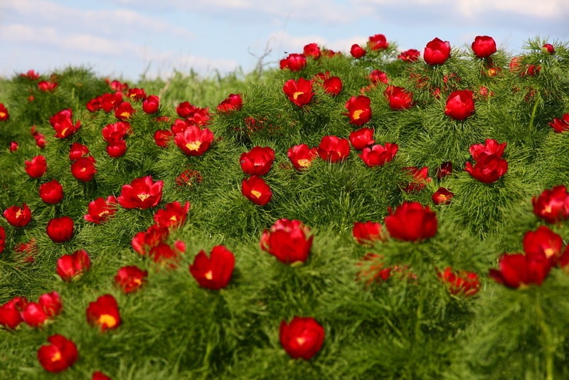Пион тонколистный Paeonia tenuifolia