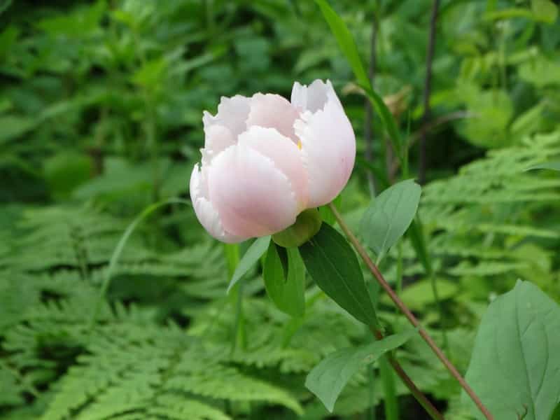 Пион молочноцветковый Paeonia lactiflora