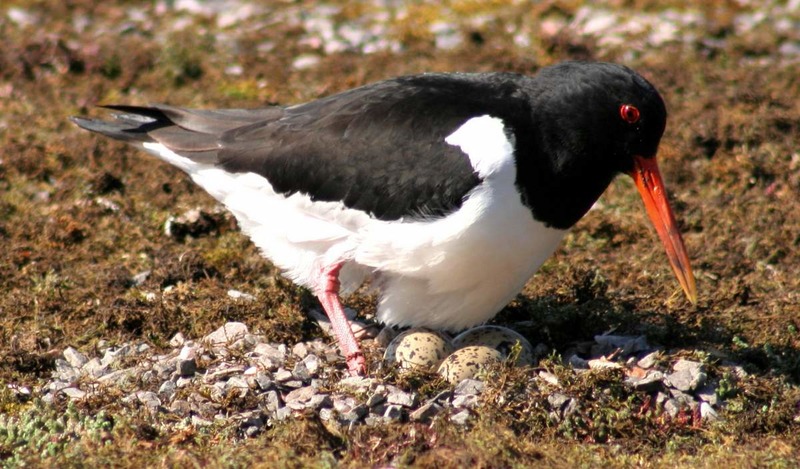 Кулик-сорока (дальневосточный п/вид) Haematopus ostralegus osculans