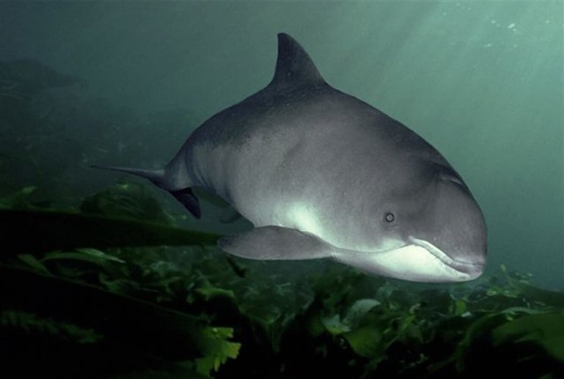 Морская свинья (североатлантический п/вид) Phocoena phocoena phocoena