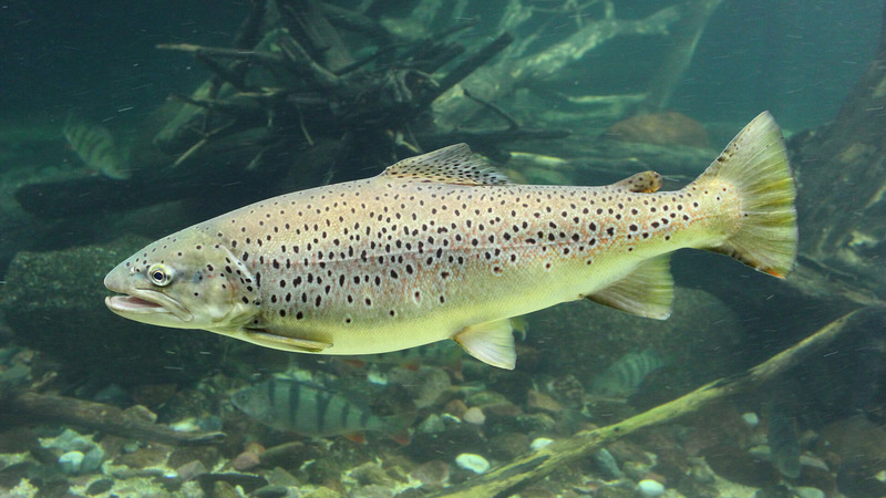 Кумжа (каспийский п/вид, проходная форма) Salmo trutta caspius