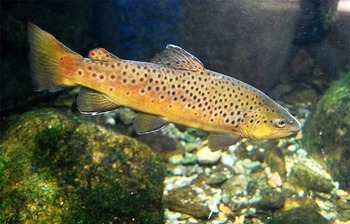 Кумжа (черноморский п/вид, проходная форма) Salmo trutta labrax