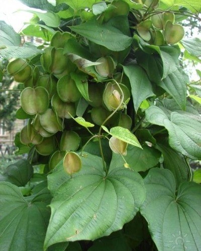 Диоскорея кавказская Dioscorea caucasica