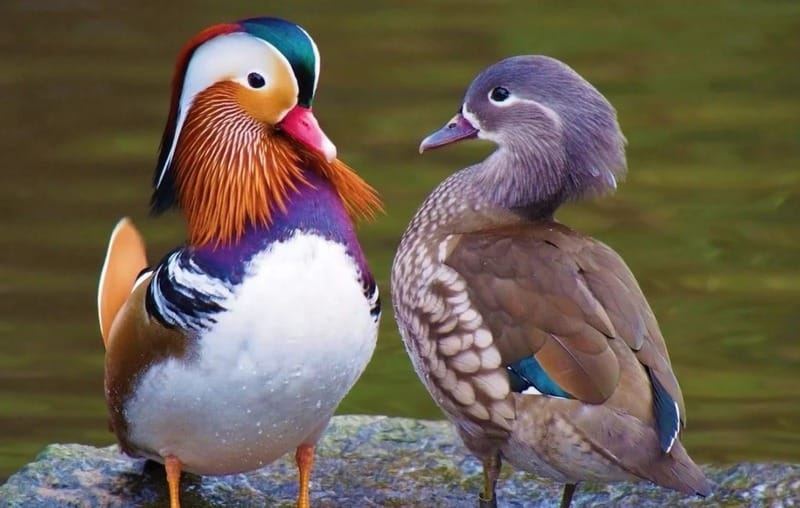 Мандаринка Aix galericulata