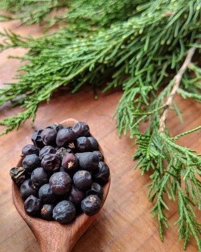 Можжевельник прибрежный Juniperus conferta
