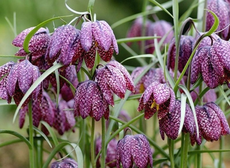 Рябчик шахматный Fritillaria meleagris