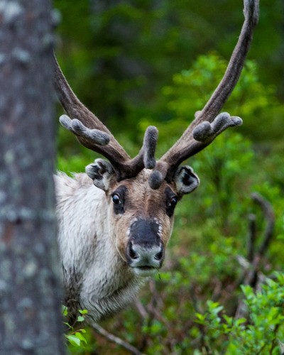 Северный олень (новоземельский пвид) Rangifer tarandus pearsoni