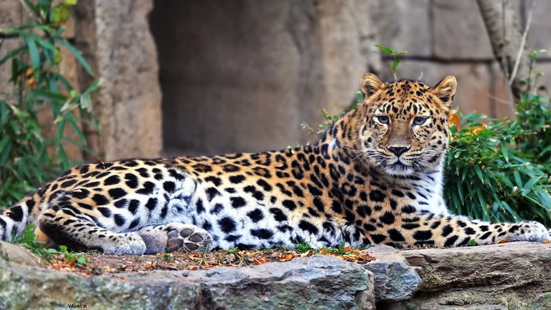 Леопард Panthera pardus