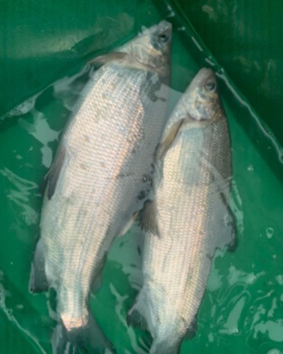Нельма (подвид белорыбица) Stenodus leucichthys leucichthys