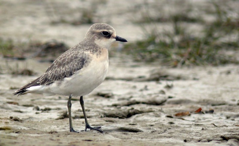 Уссурийский зуек Charadrius placidus