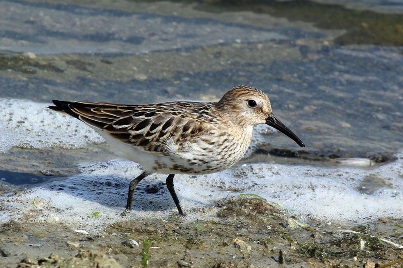 Чернозобик (балтийский п/вид) Calidris alpina schinzii