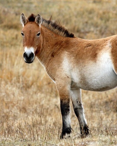 Лошадь Пржевальского Equus przewalskii