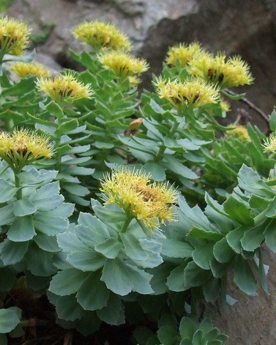 Родиола розовая (за исключением популяций Алтайского и Красноярского к Rhodiola rosea