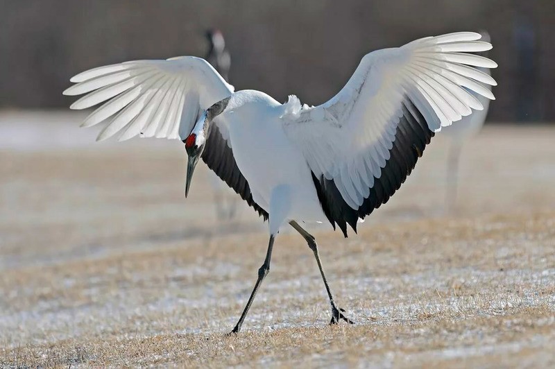 Стерх (обская популяция) Grus leucogeratus (obsk population)