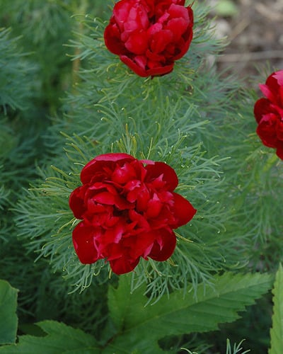 Пион тонколистный Paeonia tenuifolia