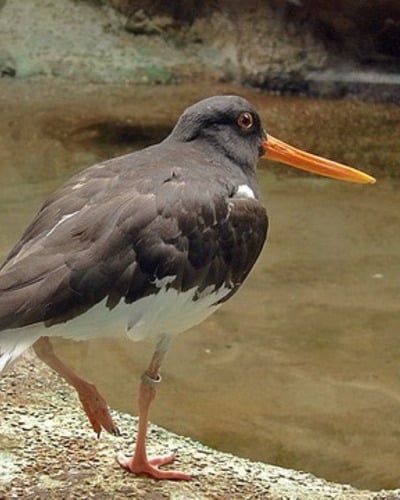 Кулик-сорока (материковый п/вид) Haematopus ostralegus Longipes