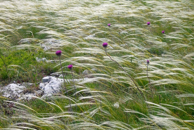 Ковыль перистый Stipa pennata