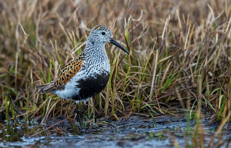 Чернозобик (балтийский п/вид) Calidris alpina schinzii