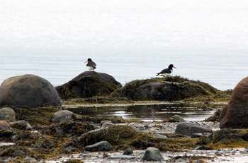 Кулик-сорока (дальневосточный п/вид) Haematopus ostralegus osculans