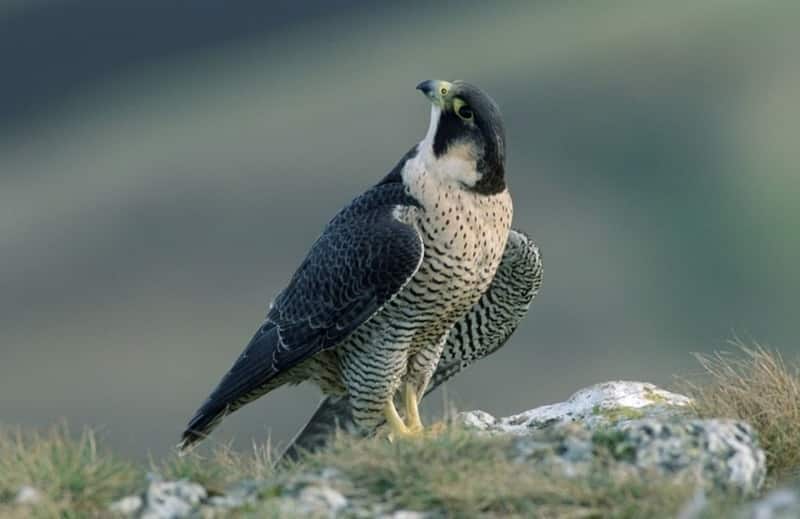 Сапсан Falco peregrinus