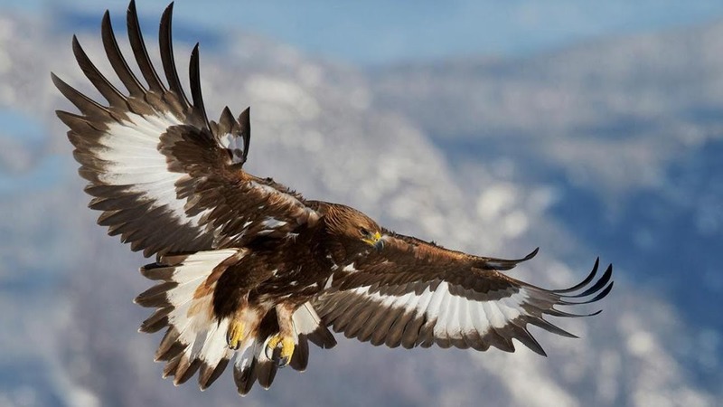 Беркут Aquila chrysaetos