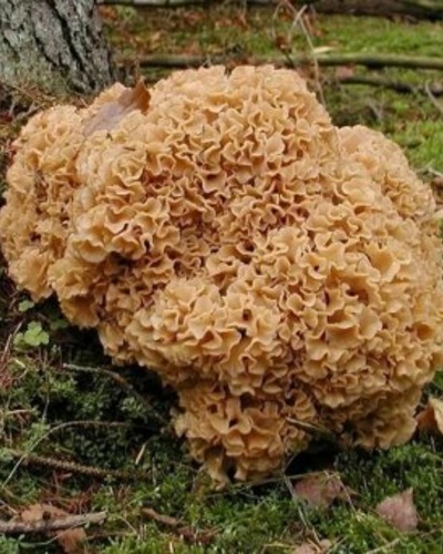 Грифола курчавая, гриб-баран Grifola frondosa
