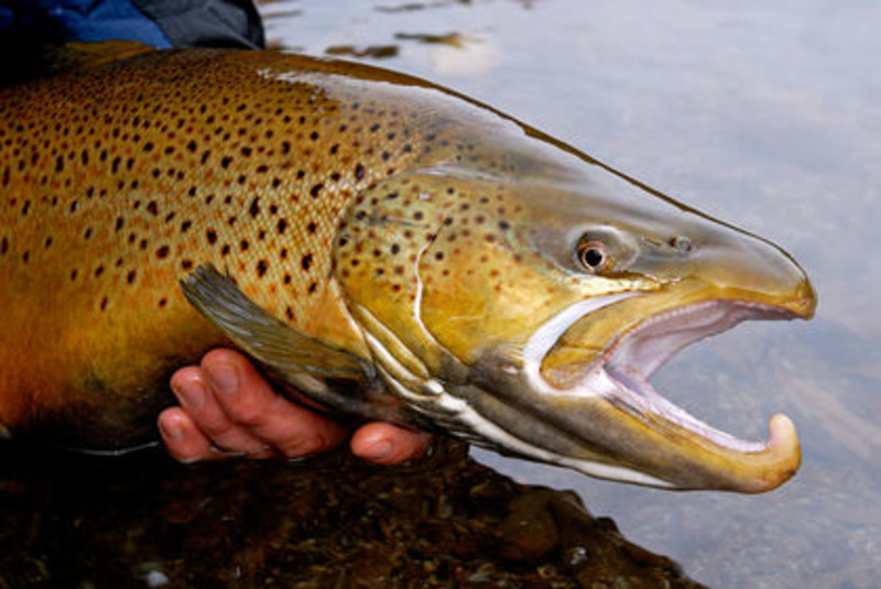 Кумжа (каспийский п/вид, проходная форма) Salmo trutta caspius