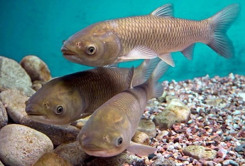 Черный амур Mylopharyngodon piceus (aboriginal populations)