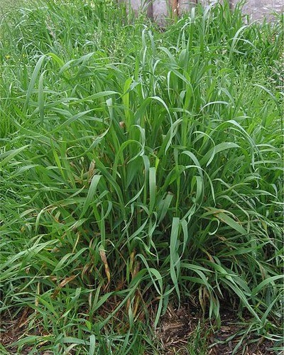 Ковыль красивейший Stipa pulcherrima