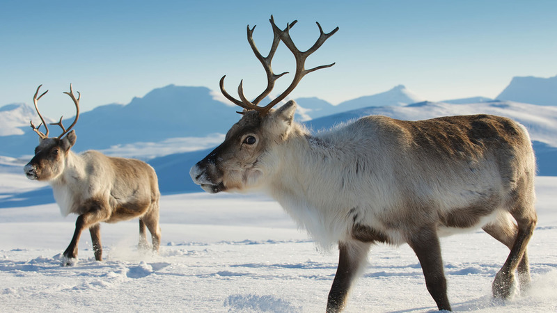 Северный олень (новоземельский пвид) Rangifer tarandus pearsoni