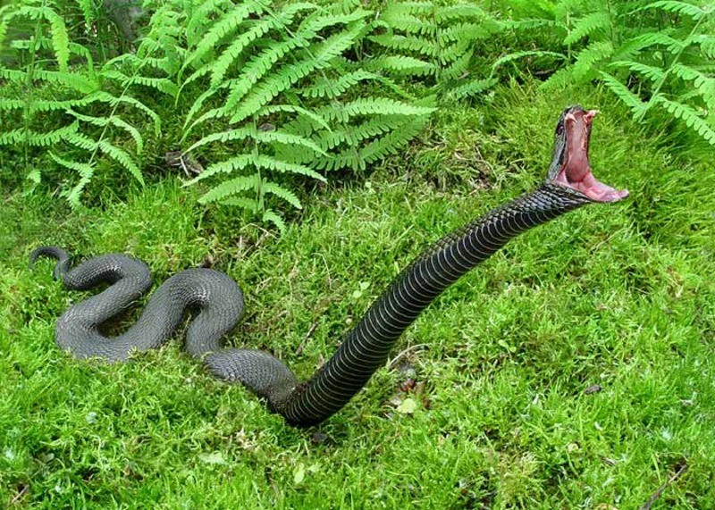 Гадюка Никольского Vipera nikolskii