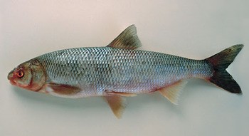 Вырезуб Rutilus frisii frisii