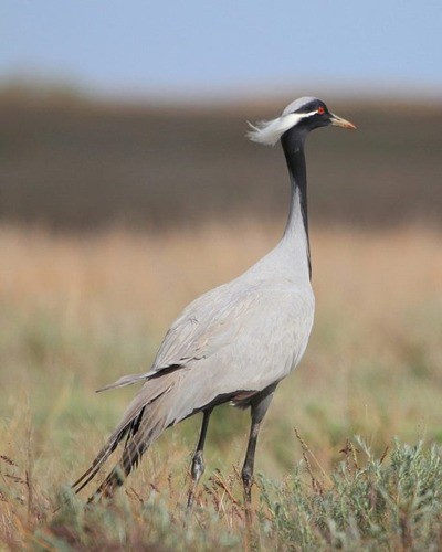 Красавка Anthropoides virgo