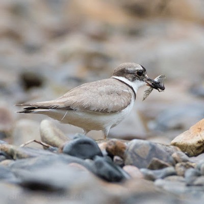 Уссурийский зуек Charadrius placidus