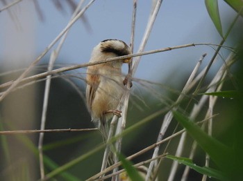 Тростниковая сутора Paradoxornis polivanovi