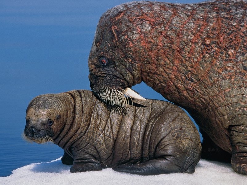 Морж (атлантический п/вид) Odobenus rosmarus rosmarus