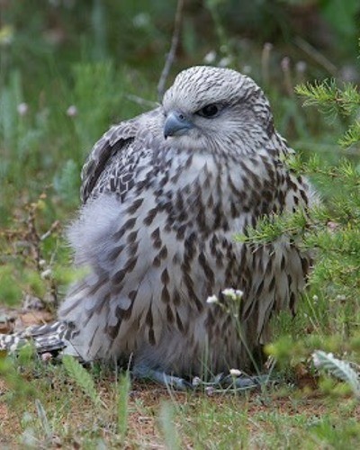 Кречет Falco rusticolus