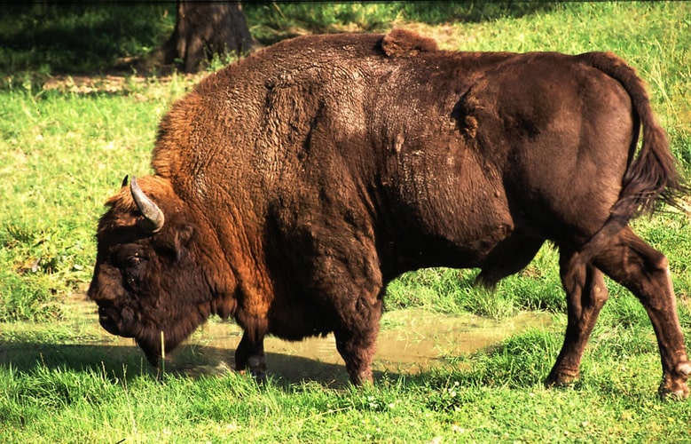 Зубр Bison bonasus